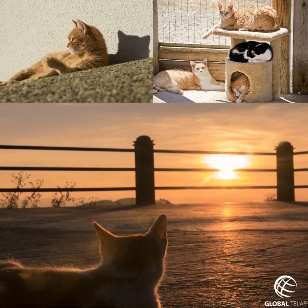 gatos no sol na varanda com proteção