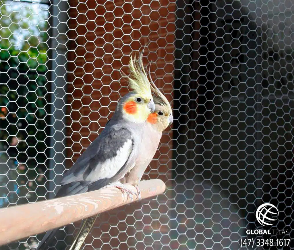 2 pássaros calopsitas em aviário com tela viveiro