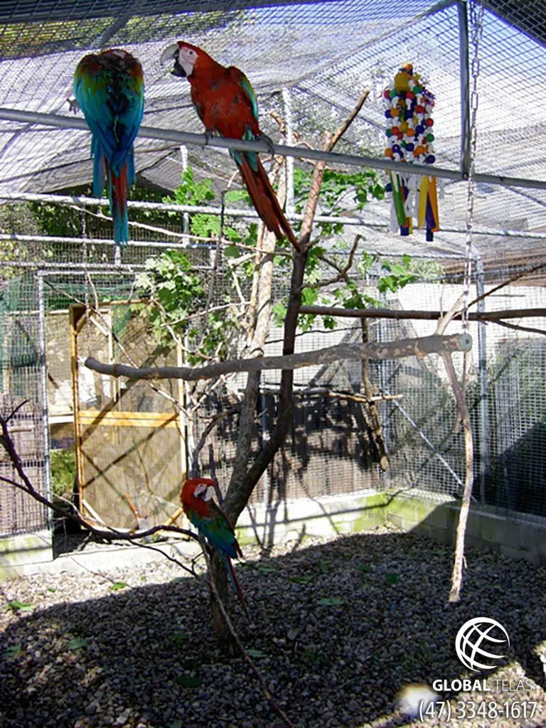 Aviário Externo com Araras