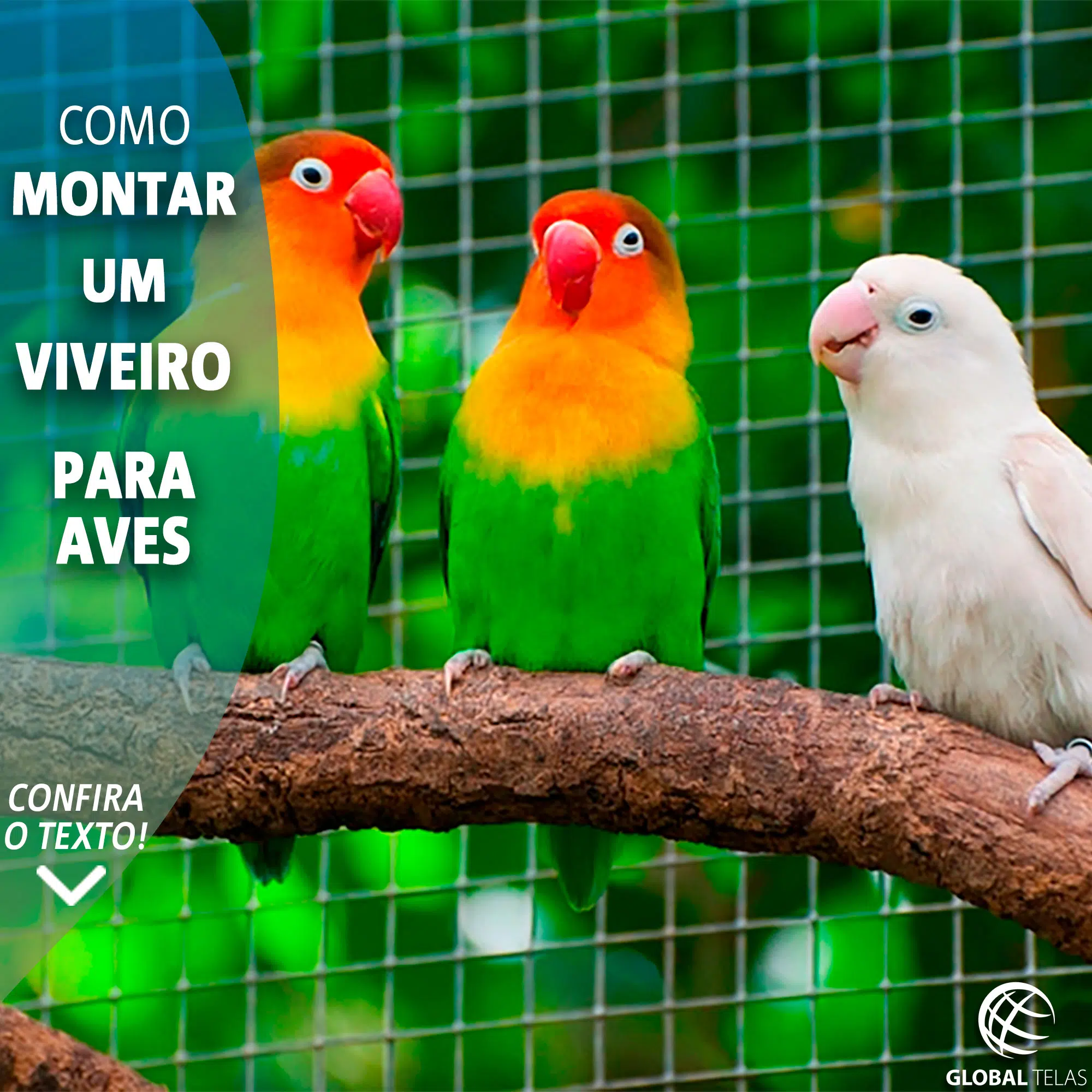 Como montar um viveiro para Aves