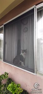 Gato na tela PET Mosquiteiro Cinza